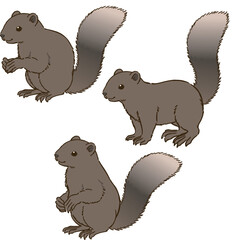 色々な姿勢のタイワンリス