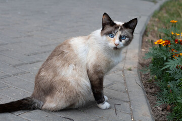 photo of a cat staring ahead of itself