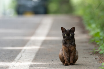 見つめる猫　サビネコ