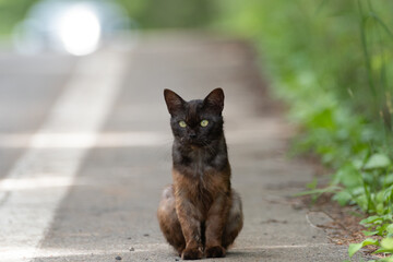 見つめる猫　サビネコ