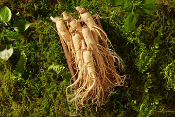 A lot of ginseng roots are stacked on each other on the wooden tray. Ginseng (Panax ginseng) is an...