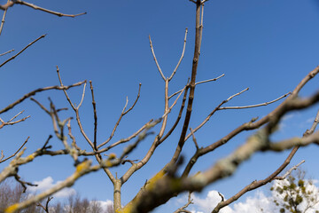 catalpa bignoniform tree in sunny weather in early spring