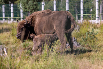 Wild animal European bison