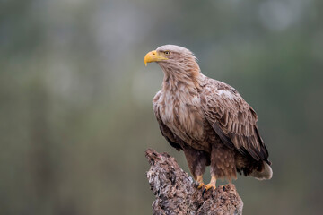 White-tailed eagle (Haliaeetus albicilla) in the wild