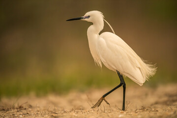 Obraz premium Great White Egret (Egretta alba)