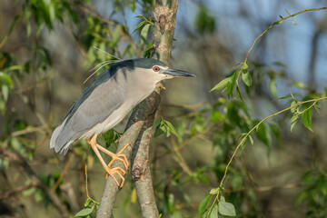 Black-crowned night heron (Nycticorax nycticorax)