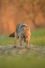 Canis aureus (Golden jackal) in the wild