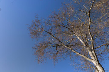 the tops of various deciduous trees in the spring season