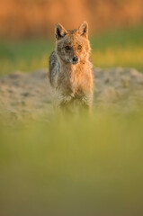 Canis aureus (Golden jackal) in the wild