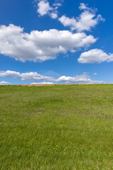 a field with green cereals in the spring season