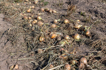 A field with a ripe onion harvest during the food harvest