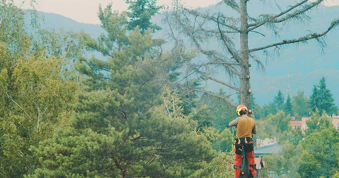 Worker cuts down a tree, a man cuts trees with electric chainsaw, Lumberjack to cut branches while cutting down the tree, wood, A man saws a sawmill with a chainsaw at a height with insurance.