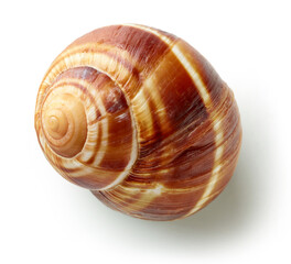 escargot snail on white background