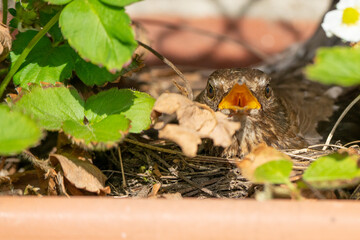 Female blackbird sitting on its eggs in a balcony box compensating the temperature by opening its beak wide