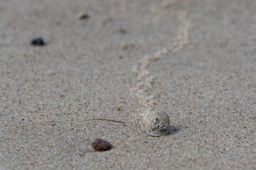 Common periwinkle with barnacles on its shell leaving a trail on a wet sandy beach