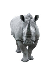 white rhino isolated on white background