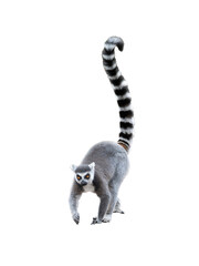 lemur isolated on white background © fotomaster