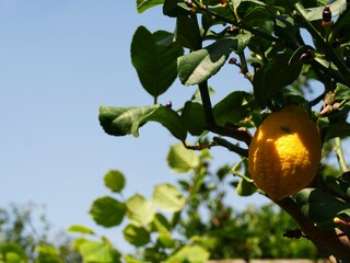 Lemon fruit tree in garden medium shot