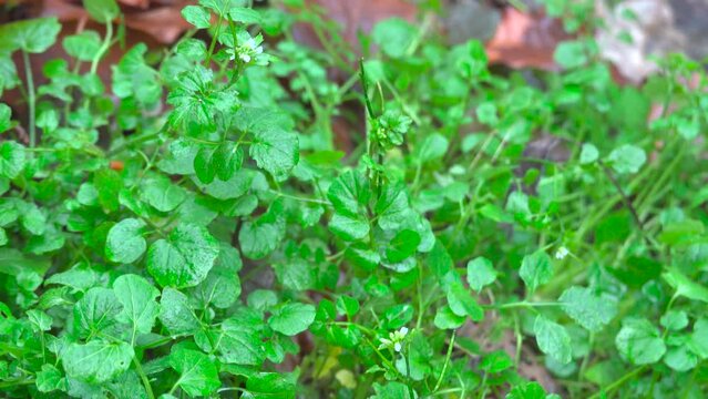 Wood bitter-cress (Cardamine flexuosa), stand in flower by a stream, Velbert, North Rhine-Westphalia, Germany, Europe