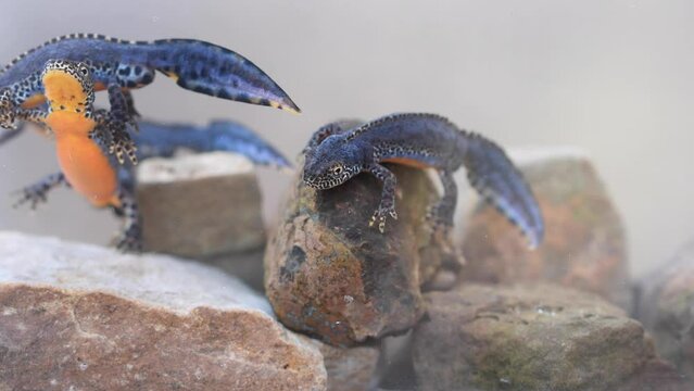 Alpine newt (Ichthyosaura alpestris), underwater photos in spawning waters, animals swimming in water, North Rhine-Westphalia, Germany, Europe