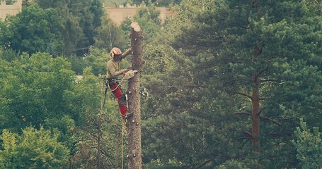 Worker cuts down a tree, a man cuts trees with electric chainsaw, Lumberjack to cut branches while cutting down the tree, wood, A man saws a sawmill with a chainsaw at a height with insurance.