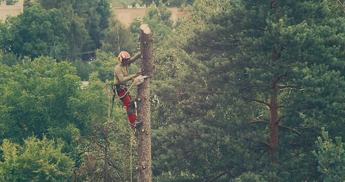 Worker cuts down a tree, a man cuts trees with electric chainsaw, Lumberjack to cut branches while cutting down the tree, wood, A man saws a sawmill with a chainsaw at a height with insurance.