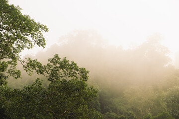Obraz na płótnie Canvas Green trees, light fog and morning sun.
