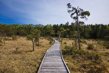 Fototapeta na wymiar boardwalk in the forest