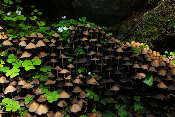 many mushrooms on the root of a rotten tree