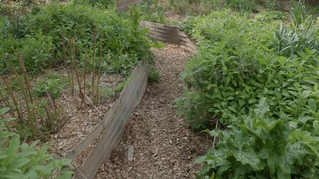 herbs and plants in urban garden in Paris