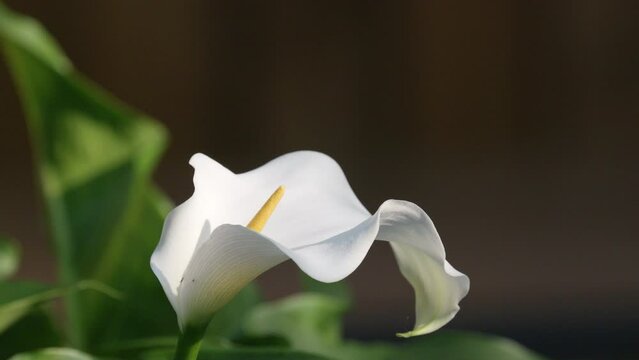 Serenaded by the summer breeze, a pristine white calla lily dances amidst a backdrop of lush green leaves.