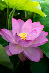 埼玉県行田市　古代蓮の里の満開の蓮