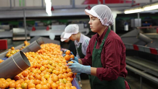High angle view of group of people working in citrus processing factory. Female workers sorting tangerines on conveyor line, young man helper stacking boxes of selected fruits. High quality 4k footage
