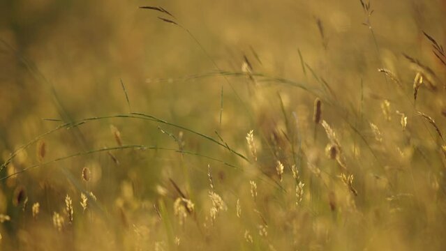 Close up tight focus of a wild natural field full of grasses, flowers and grain with a brilliant golden hue