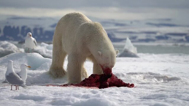 Video Polar bear (Ursus maritimus) feeding on the carcass of a preyed seal on ice floe, Svalbard, Norwegian Arctic, Norway, Europe