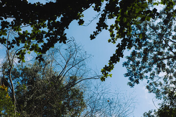 Forest trees and blue sky