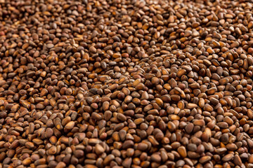 Texture ripe fresh brown pine nuts in shell as background.Top view protein from Cedar, Pinaceae