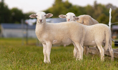 Naklejka na ściany i meble Twin Katahdin sheep lamb on a green pasture