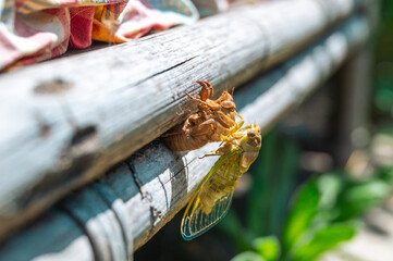 Une Cigale qui sort de sa mue en début d'été, posée sur un