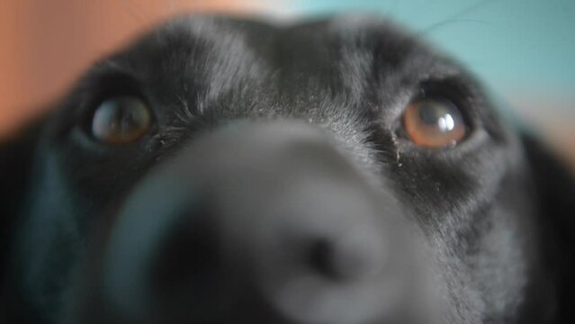 Black Labrador collie mixed breed dog staring with her sad eyes looking for dinner. Close up macro shot