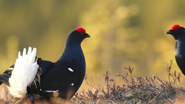 Video Black Grouse (Tetrao tetrix), male, courtship, Finland, Europe