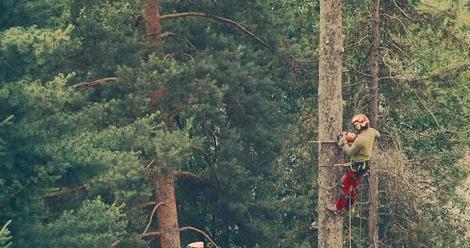 Worker cuts down a tree, a man cuts trees with electric chainsaw, Lumberjack to cut branches while cutting down the tree, wood, A man saws a sawmill with a chainsaw at a height with insurance.