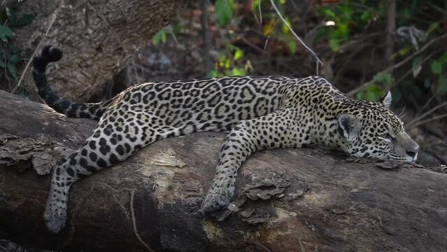 Video, Slow Motion Sow Motion, Jaguar (Panthera Onca), Matto Grosso do Sul, Pantanal, Brazil, South America