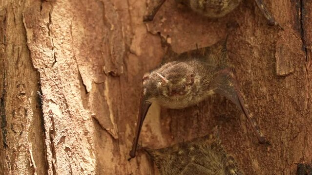 Video Bat Long-long-nosed proboscis bat (Rhynchonycteris naso), hanging from tree, Pantanal, Brazil, South America