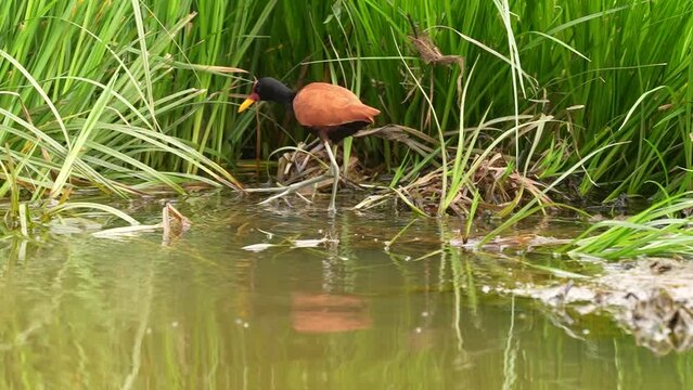 Video Slow Motion wattled jacana (Jacana jacana) foraging, Pantanal, Mato Grosso do Sul, Brazil, South America