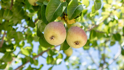 Pears ready to be harvested. Healthy fruits. 