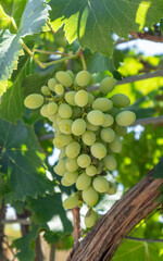 Grapes ready to be harvested.Healthy fruits. 