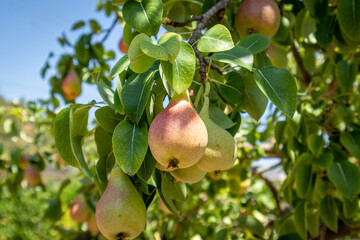 Pears ready to be harvested. Healthy fruits. 