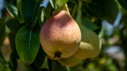 Pears ready to be harvested. Healthy fruits. 