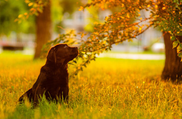 A chocolate-colored labrador puppy sitting in the sunset rays in the summer in the park against the background of grass looking into the distance